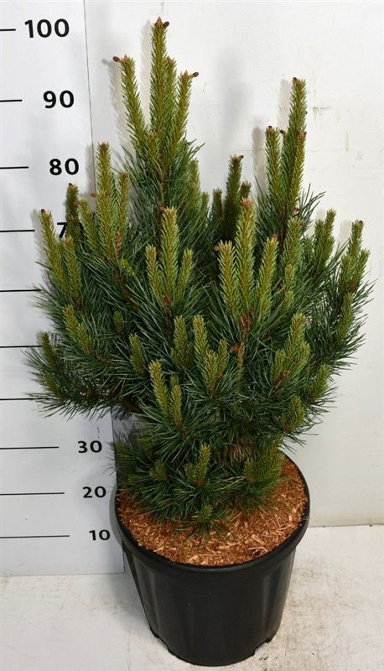 Pinus sylv. 'Watereri' - C20 60-70 CM